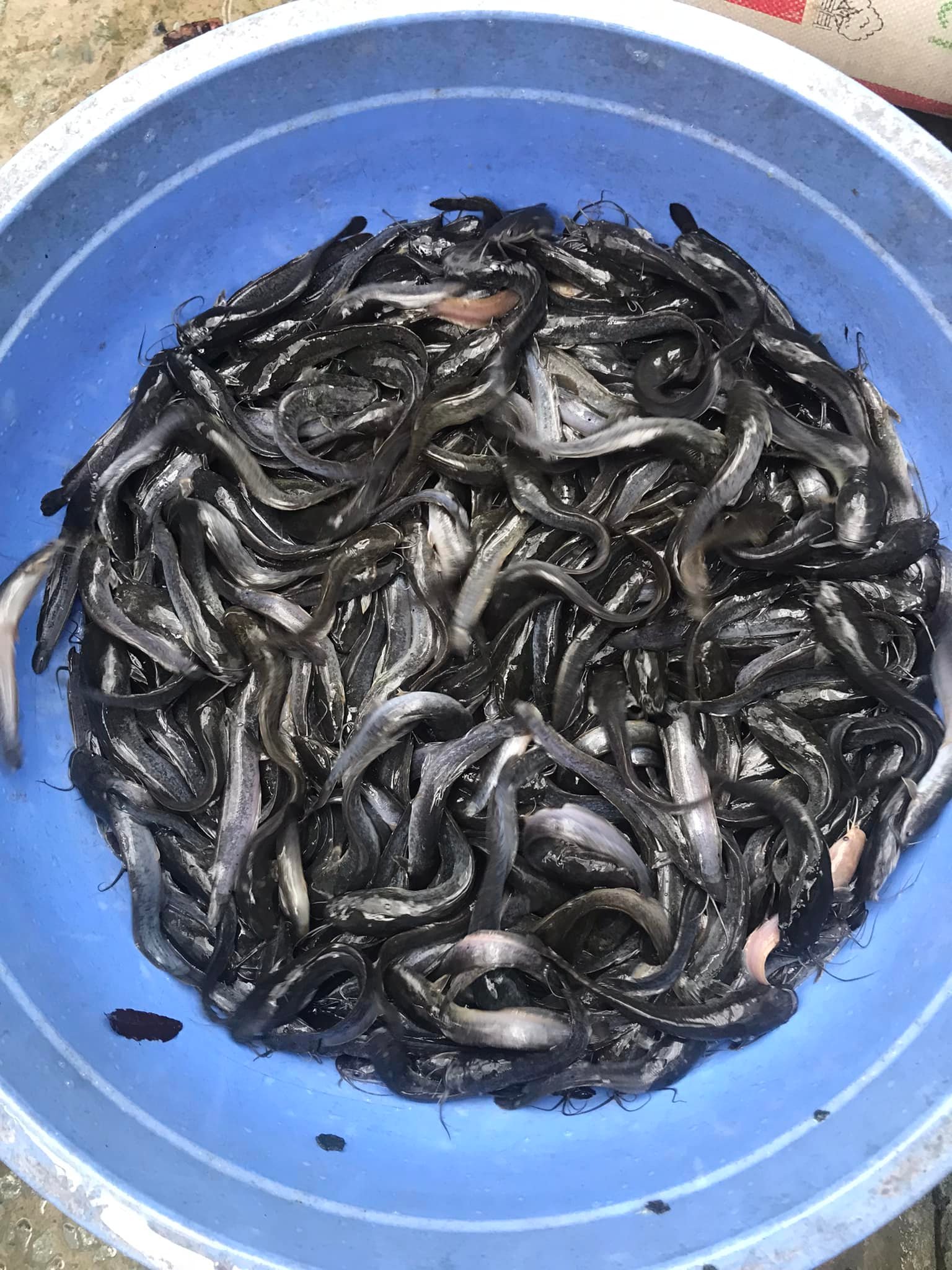 Cá trê phóng sanh