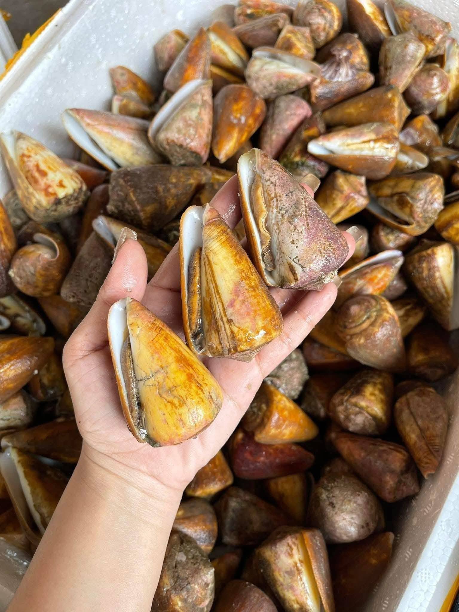 oc nhay cai 20-30 con kg dong lanh