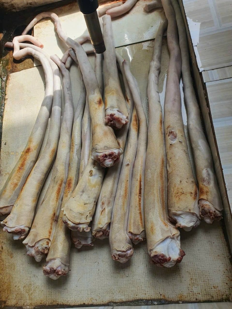 duoi trau an do dong lanh gia si