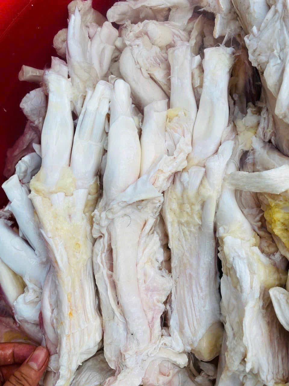 gan trau dong lanh sahiba gia si