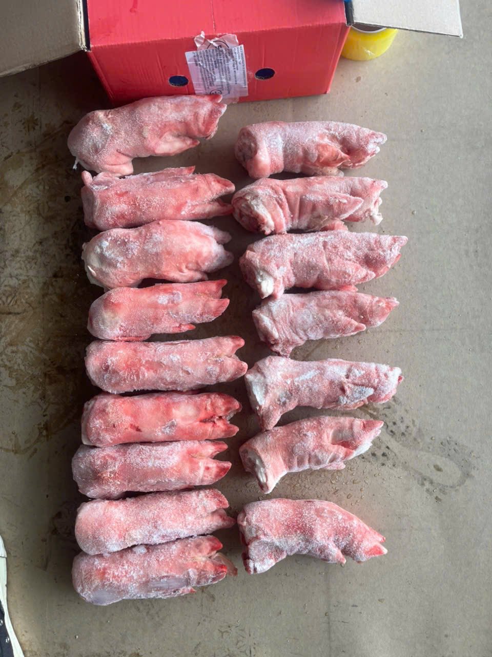 mong truoc heo y 544m