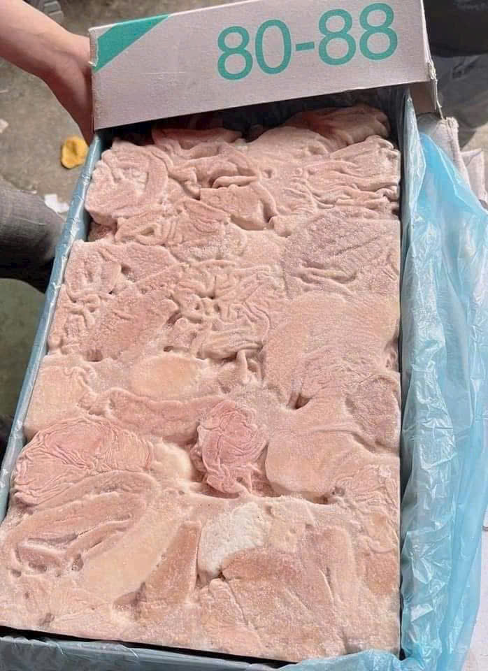 bao tu heo dong lanh gia si 8088