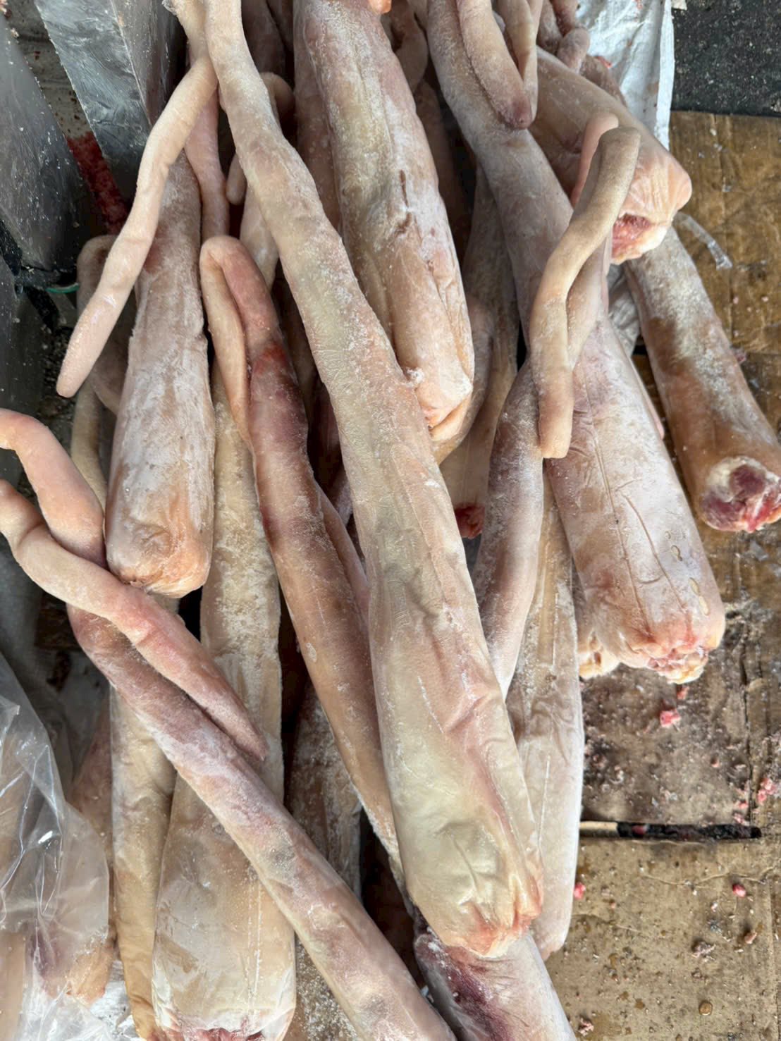 duoi trau dong lanh ammar gia si