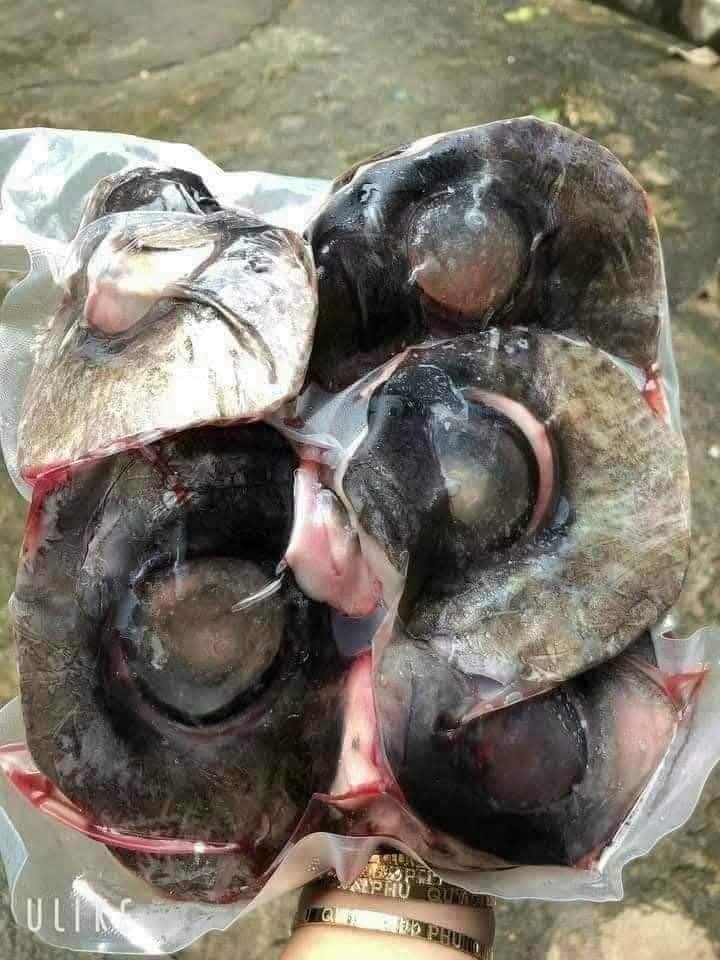 mắt cá ngừ đại dương đông lạnh Vũng Tàu