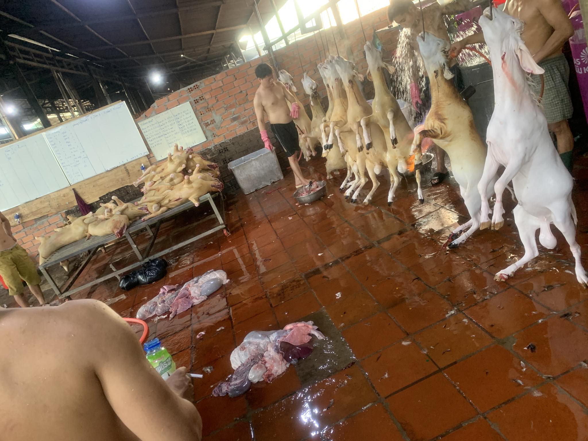 thịt dê tươi quận 12