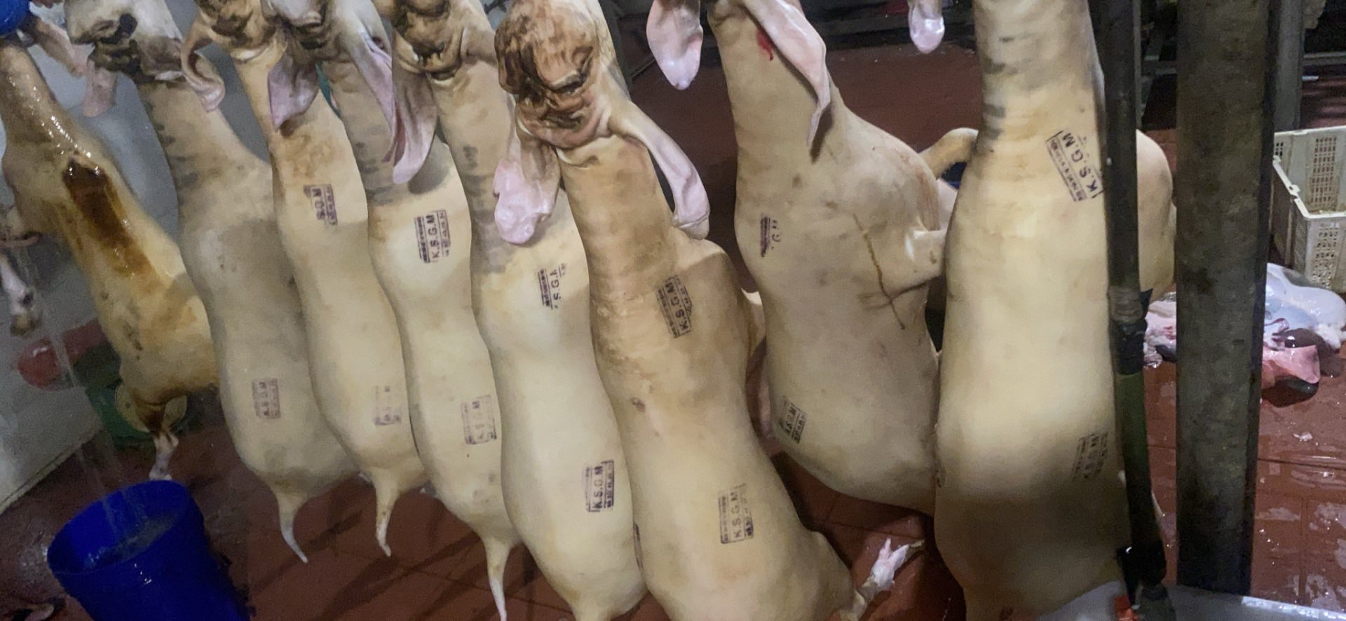 dê móc hàm nguyên con