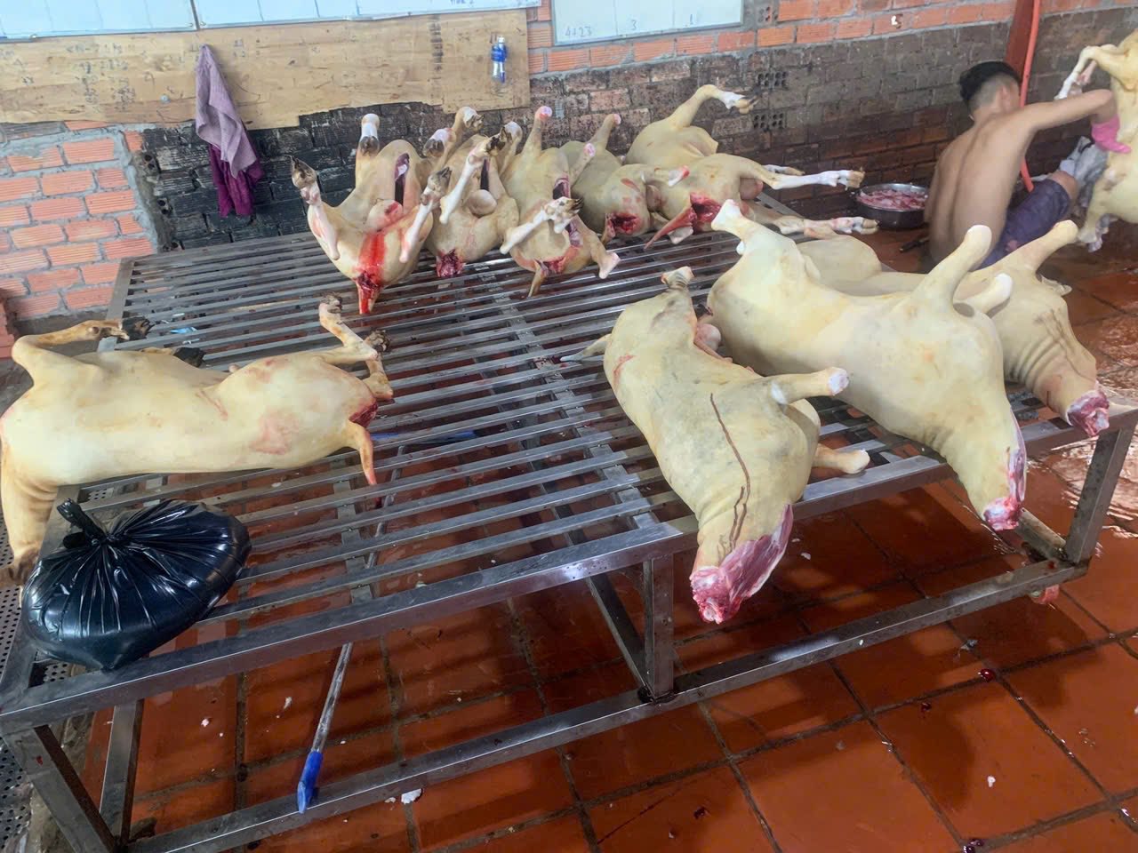 dê móc hàm nguyên con