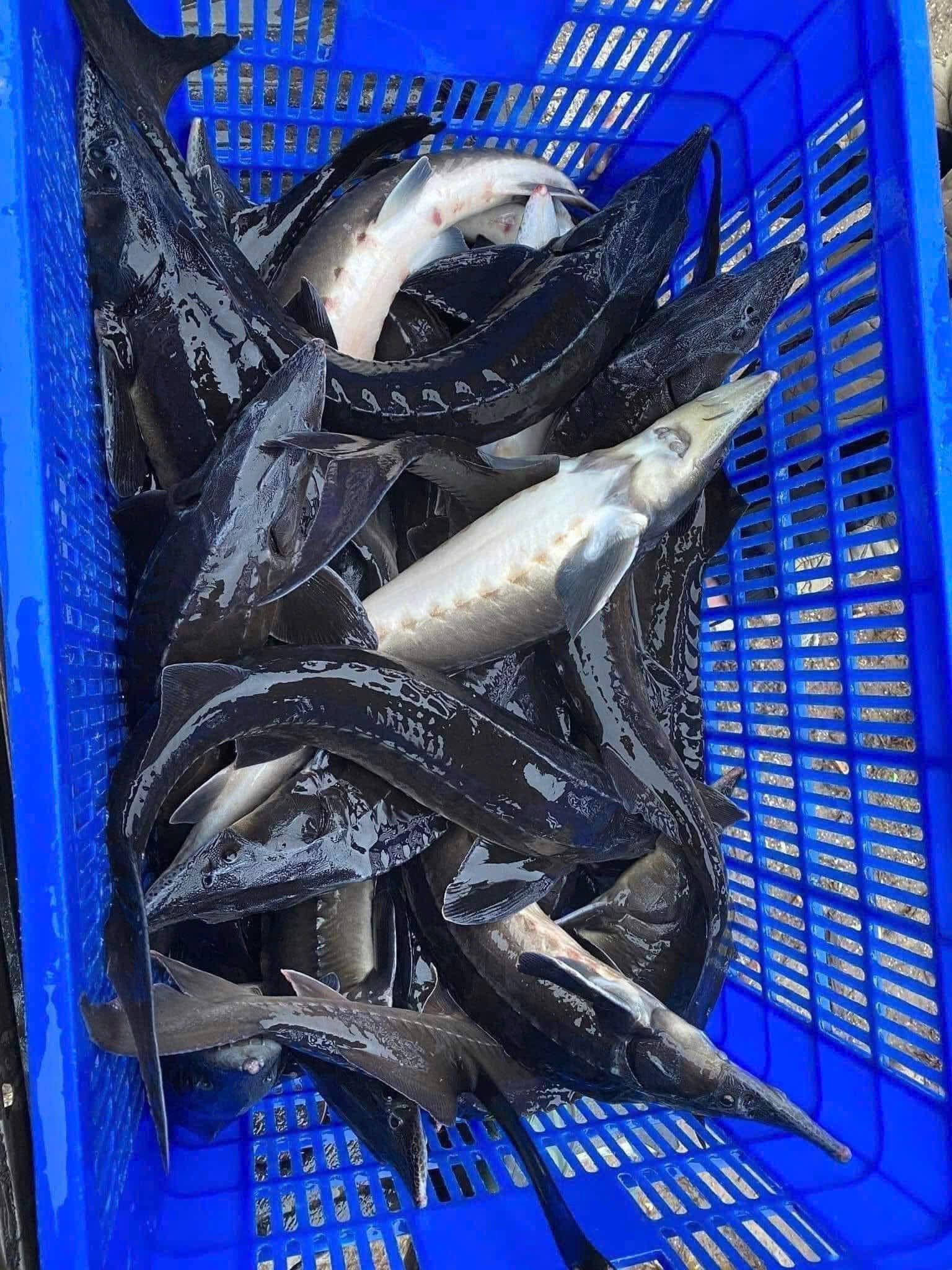 Cá tầm tươi sống Vũng Tàu