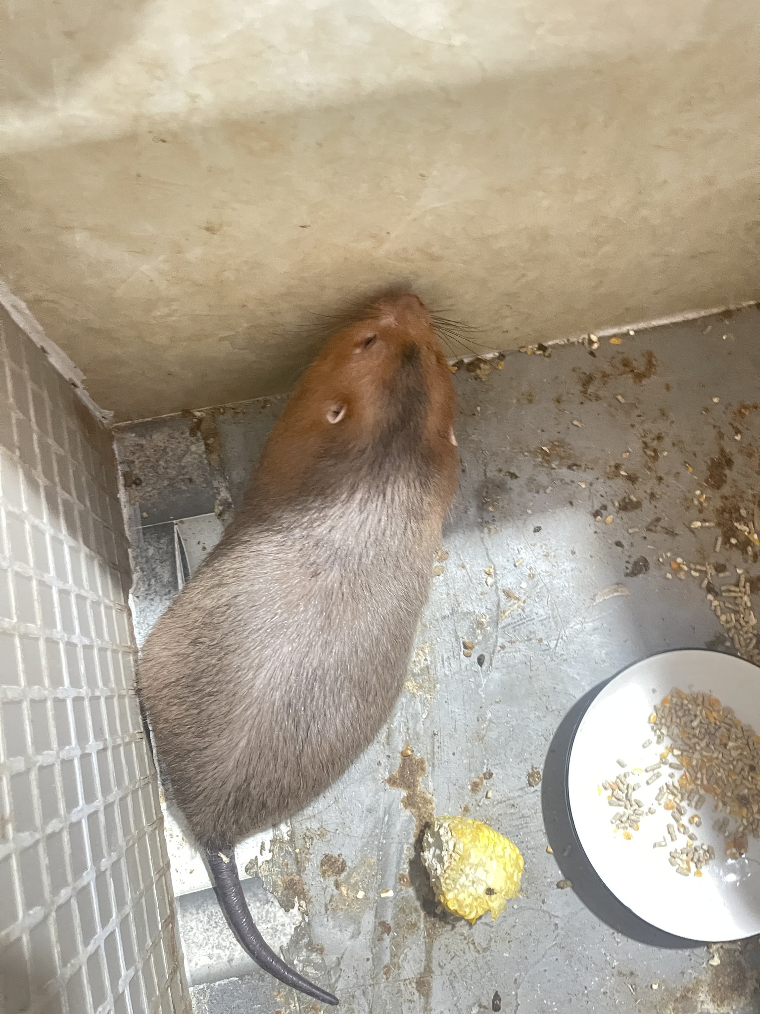 Dúi thịt tươi ngon TPHCM