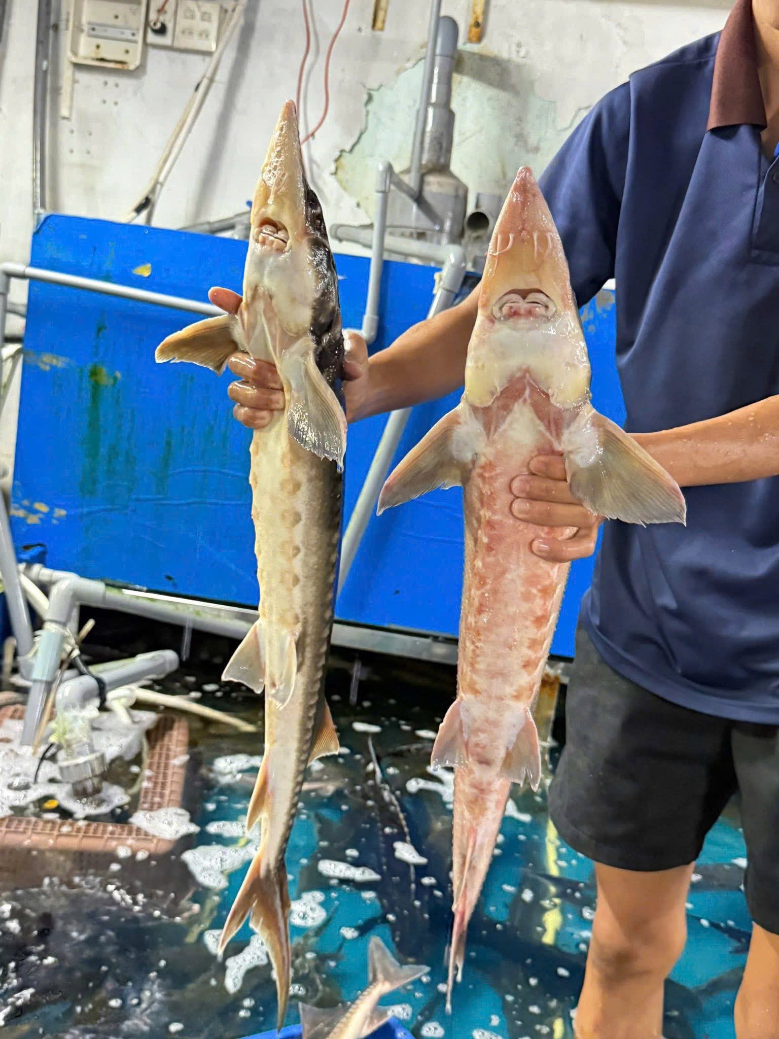 Cá tầm tươi sống Hà Đông