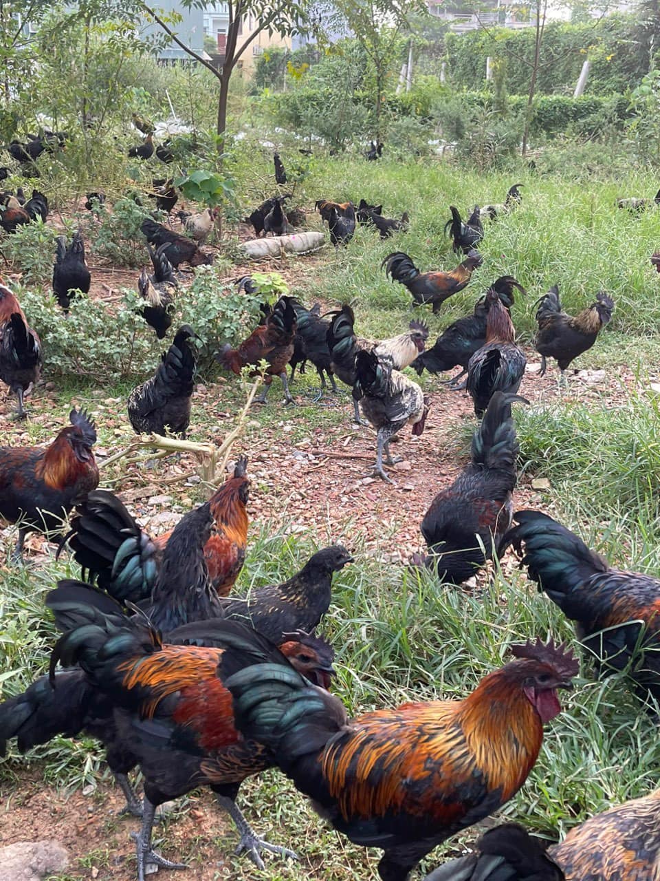 Gà đen Hmong Tây Bắc TPHCM