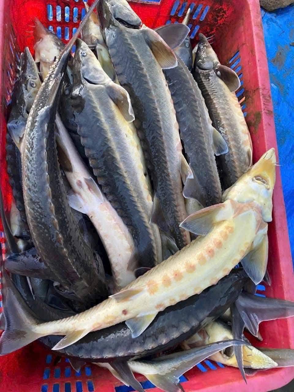 Cá tầm tươi sống Ninh Bình