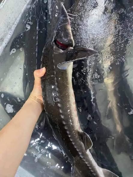 cá tầm tươi sống Nam Định