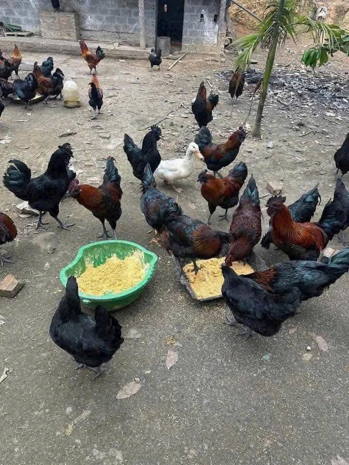 gà đen hmong thuần chủng Tây Bắc