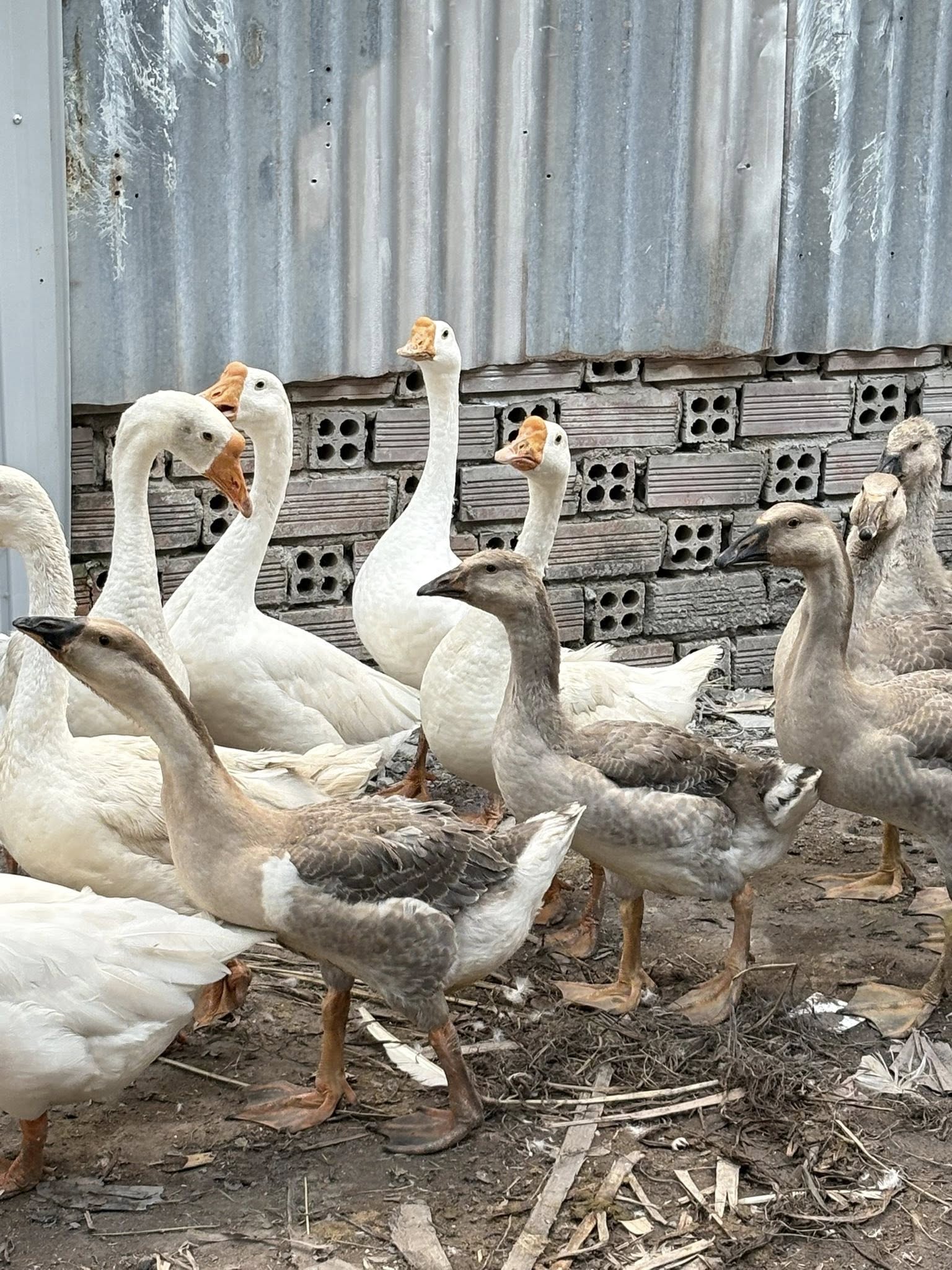 ngỗng thịt tươi ngon giá sỉ