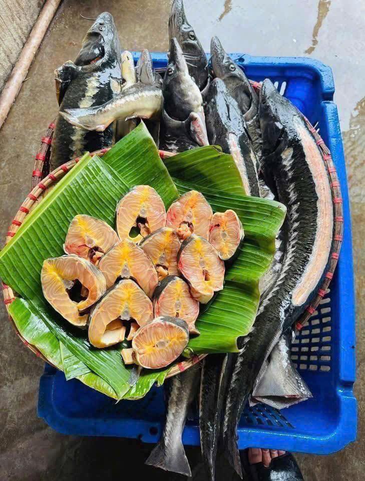 cá tầm tươi sống Bảo Lộc