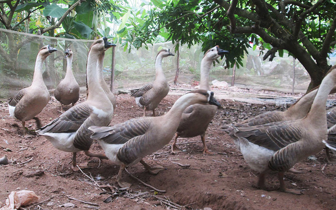 giá ngỗng hơi hôm nay