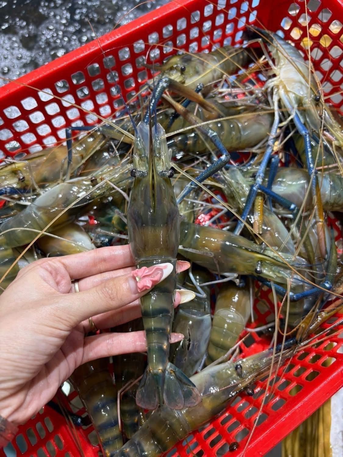 tôm càng xanh Đà Nẵng tươi sống