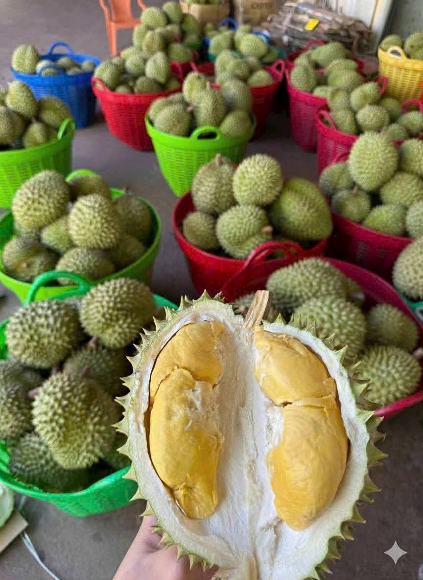 vựa sầu riêng gần đây ngon giá sỉ