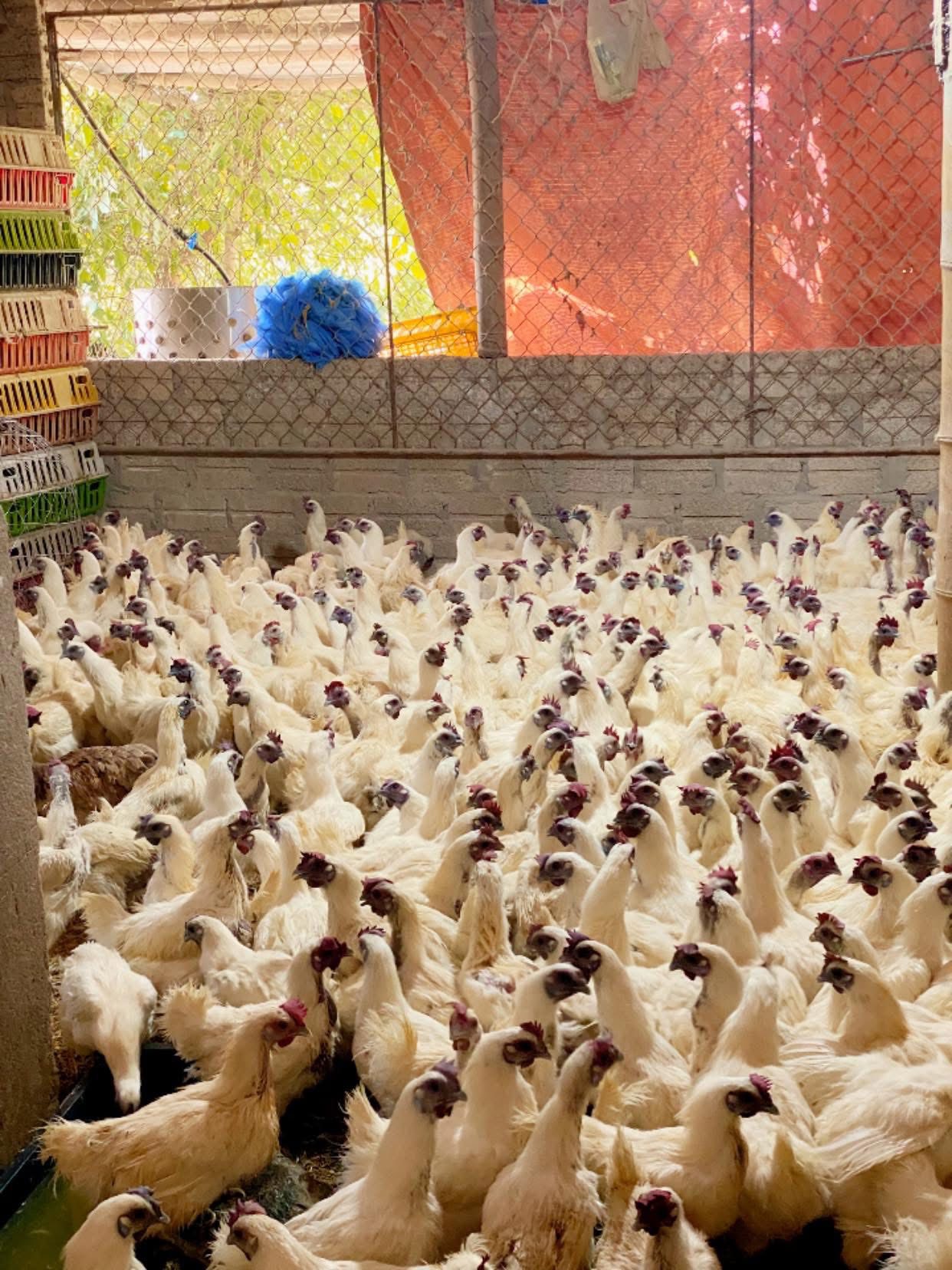 gà ác tươi ngon TP.HCM