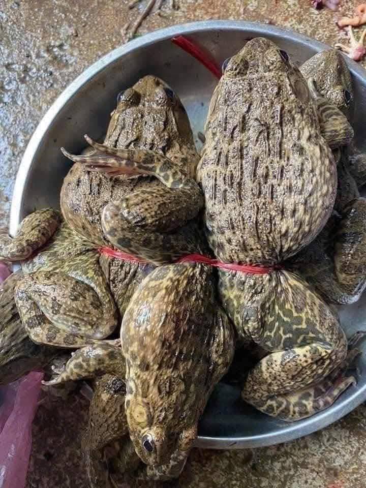 ếch thịt tươi sống giá sỉ TP.HCM