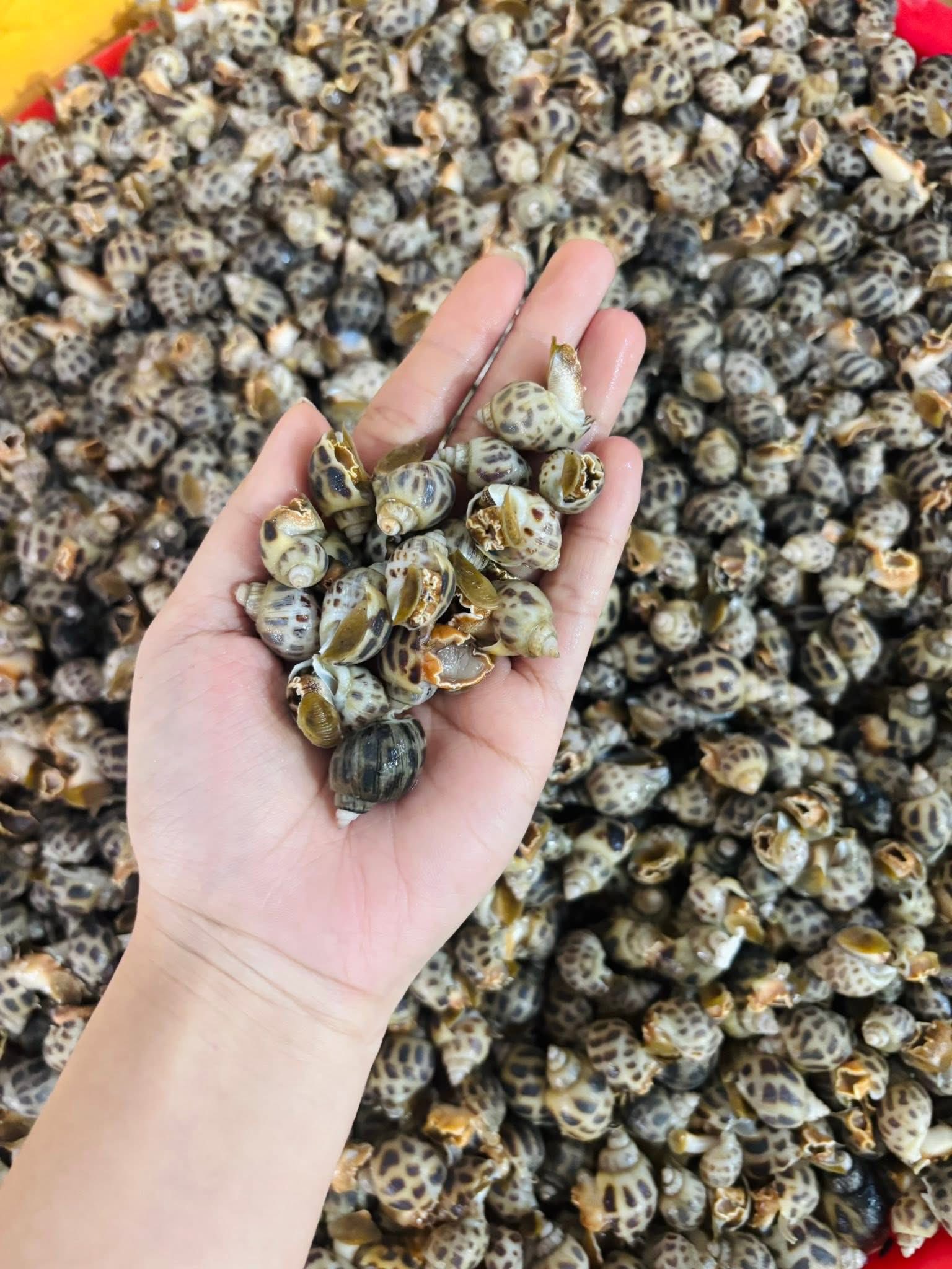 giá ốc hương chợ Bình Điền hôm nay