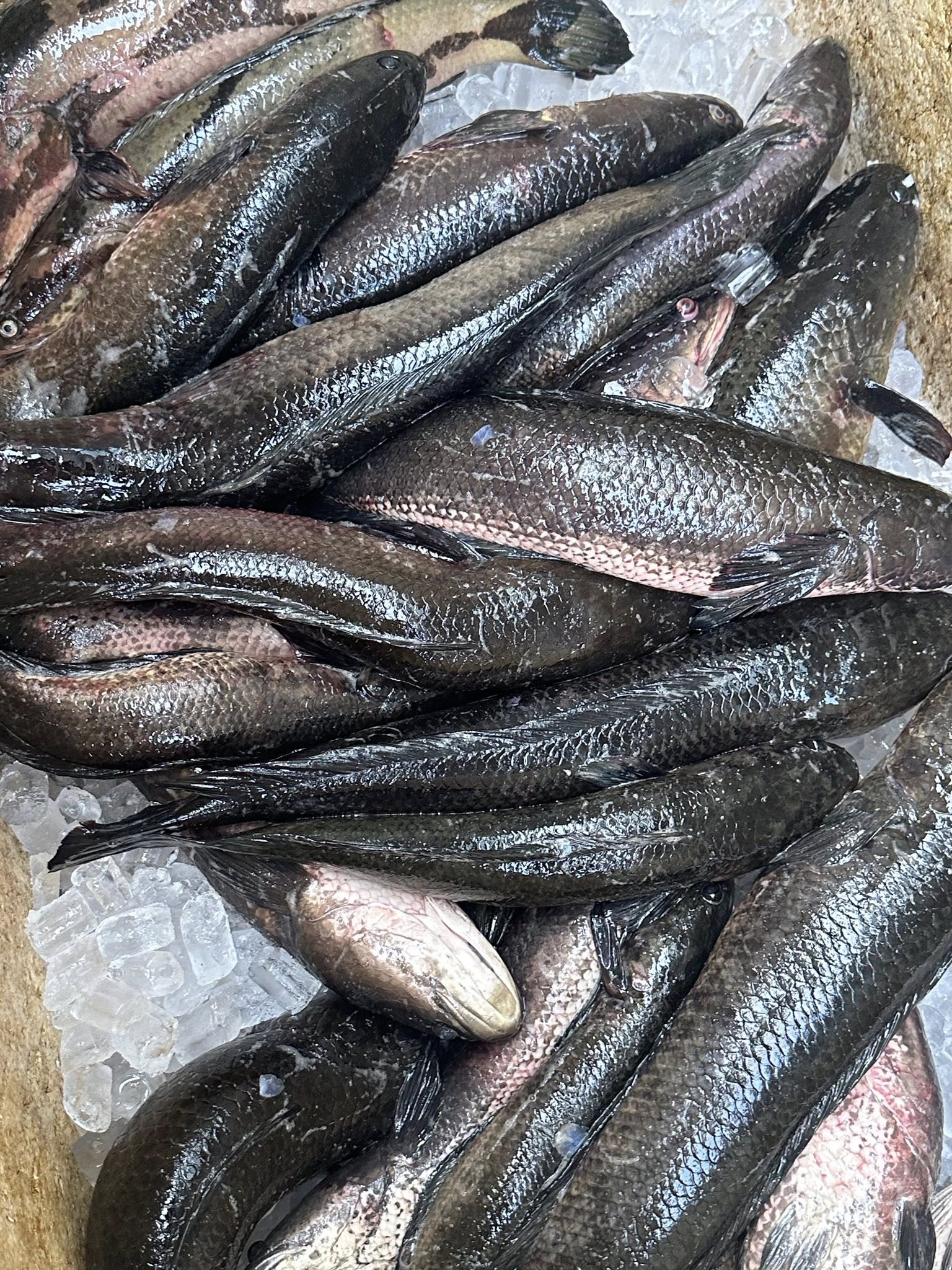 giá cá lóc nuôi tại ao hôm nay