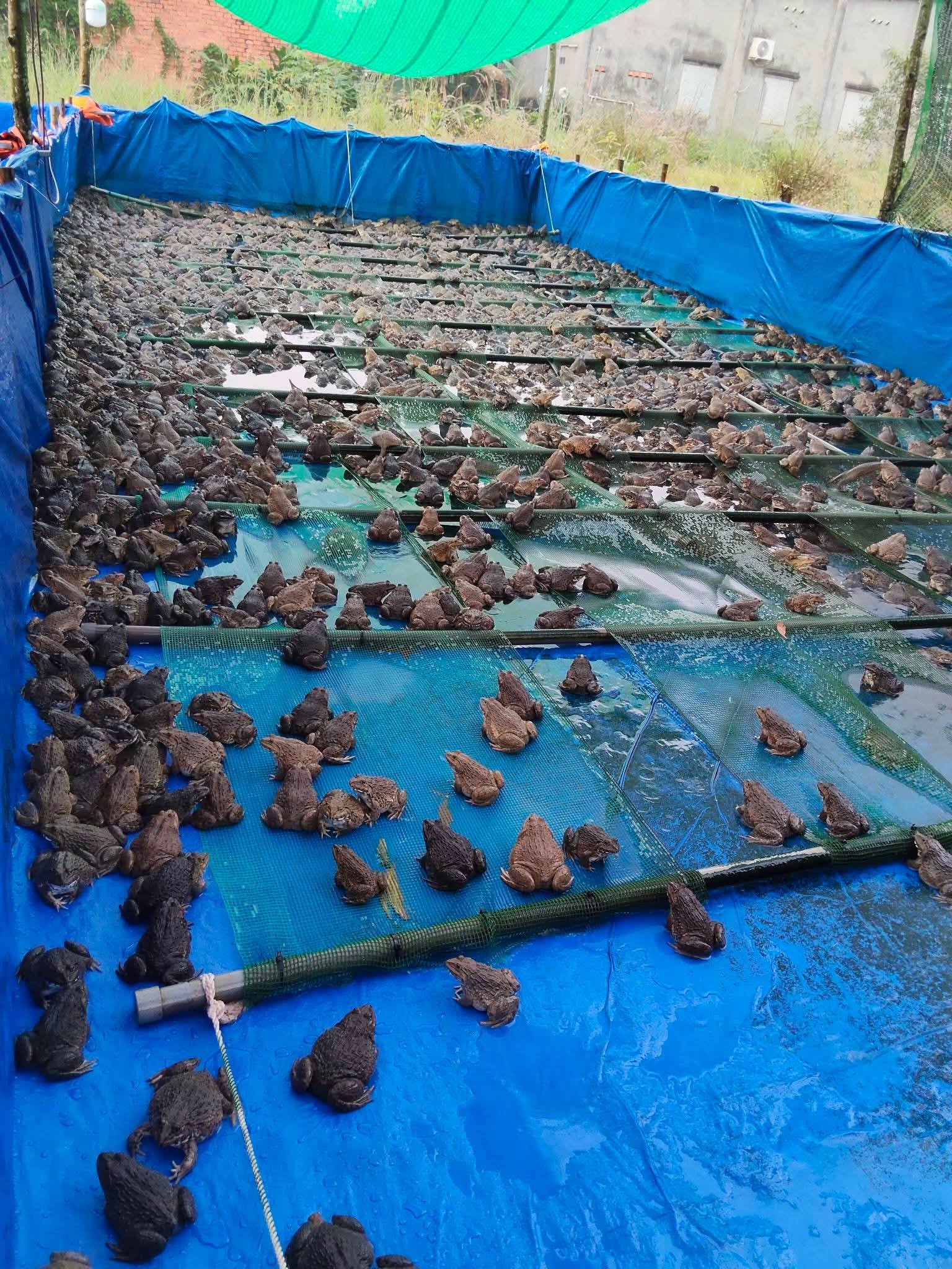 giá ếch thịt Tiền Giang hôm nay