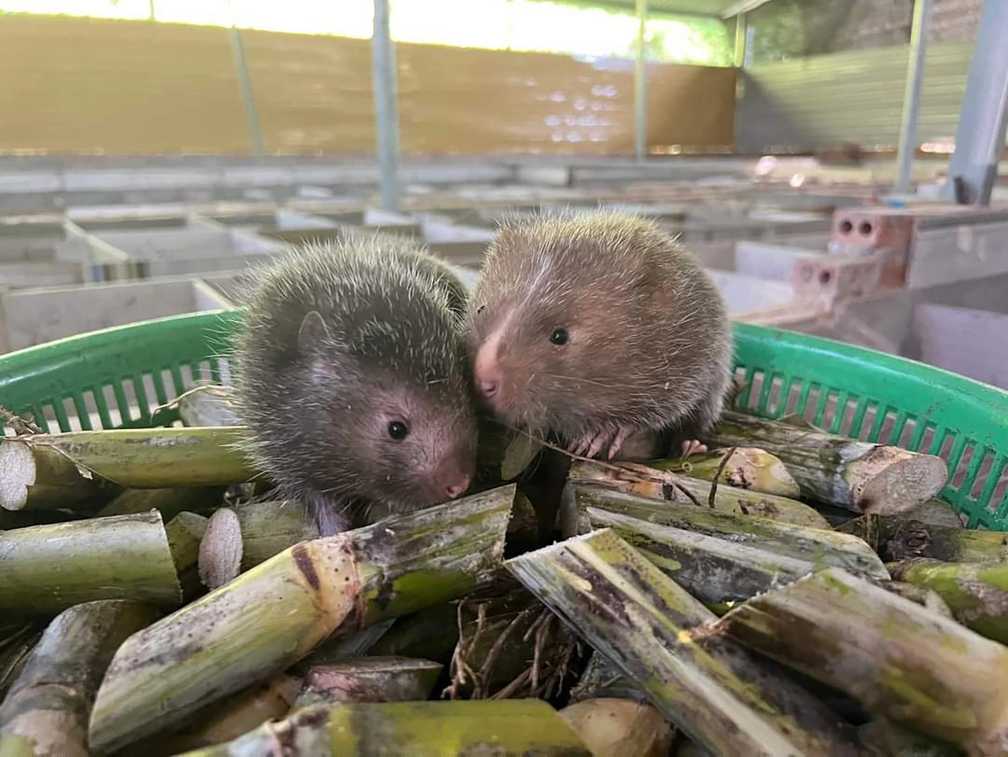 dúi thịt tươi sống tphcm