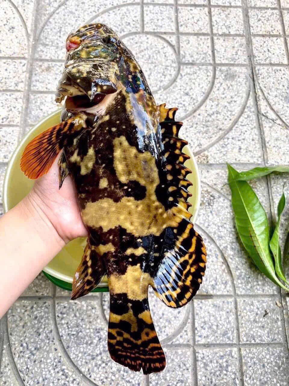 giá cá bống mú hôm nay