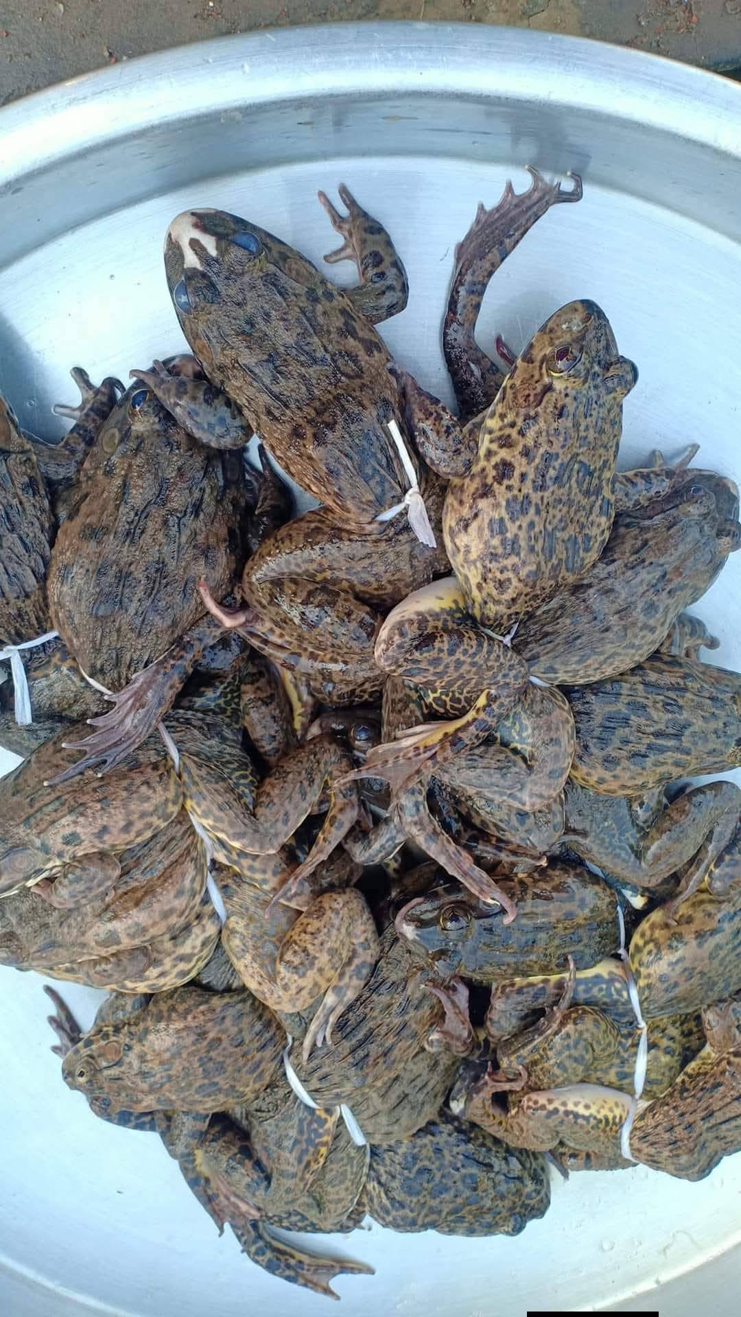 giá ếch đồng hôm nay