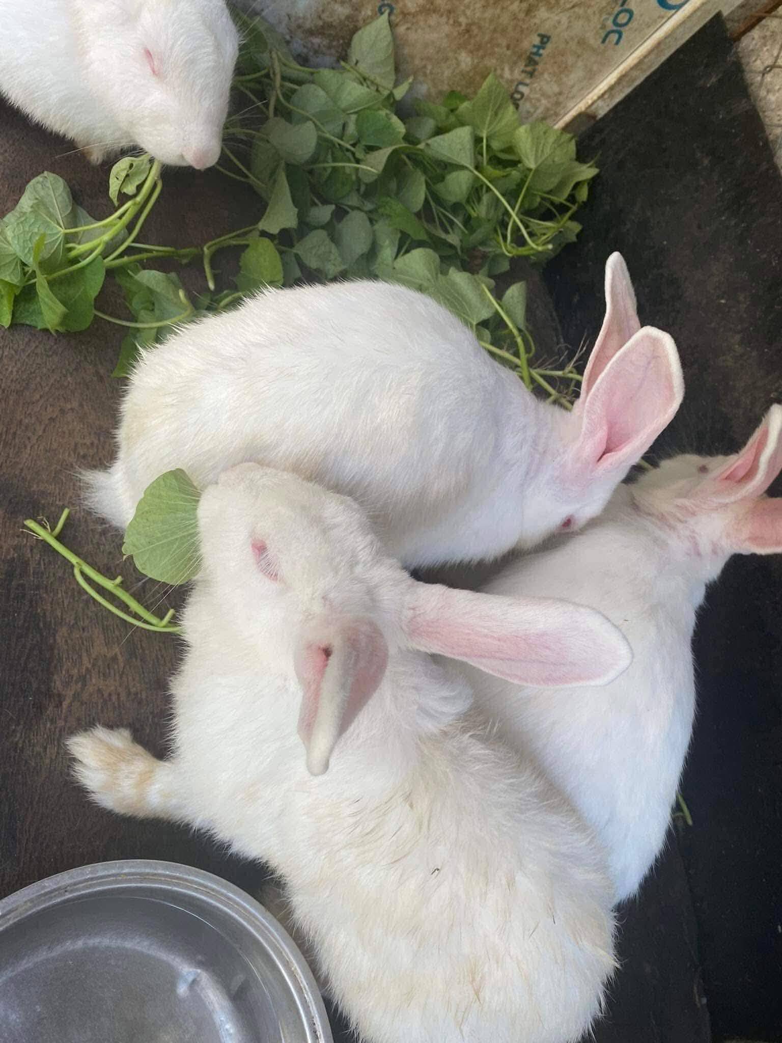 thịt thỏ nguyên con tươi ngon