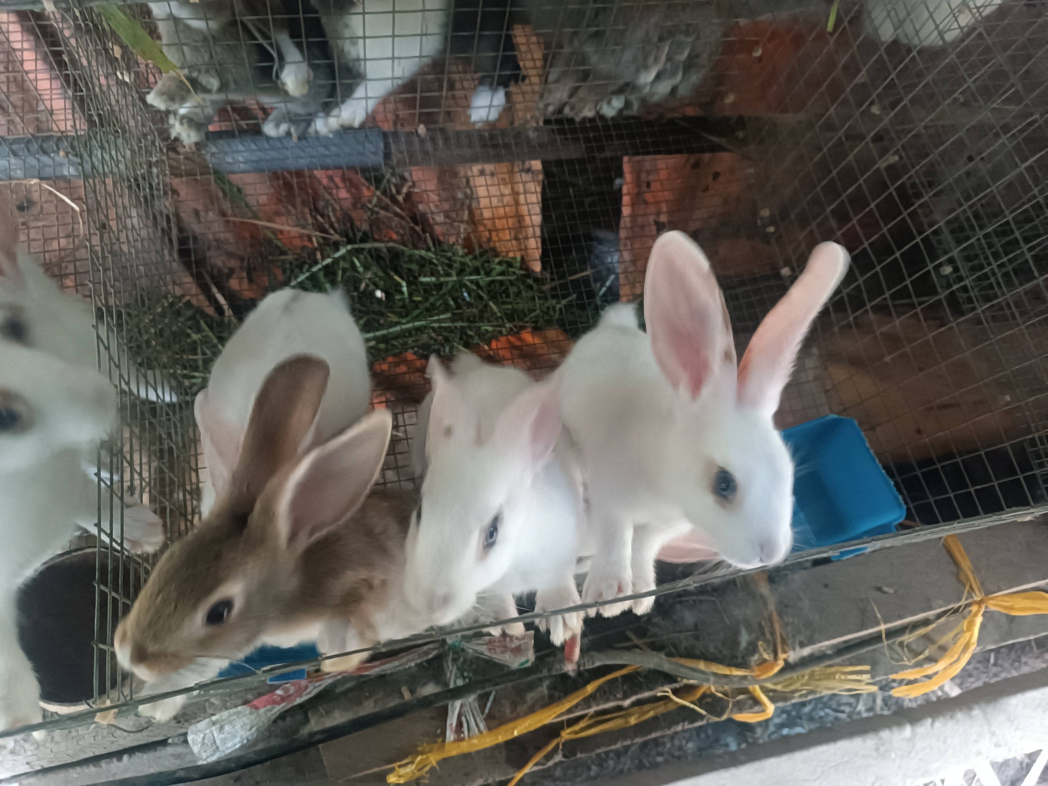 thịt thỏ tươi tphcm