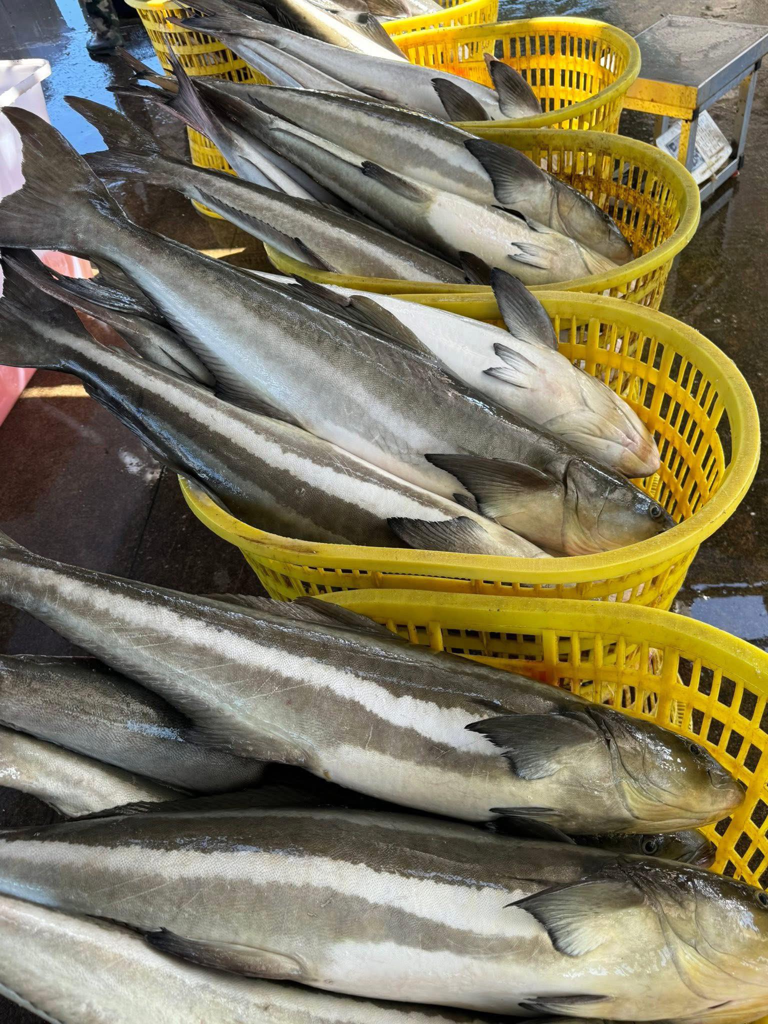 giá cá bớp chợ Bình Điền hôm nay