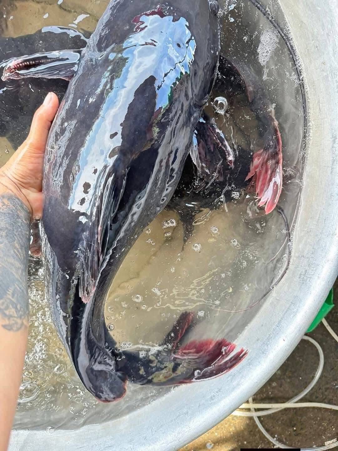 giá cá lăng đuôi đỏ hôm nay