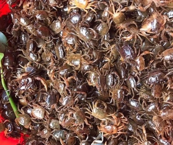 giá cua đồng tphcm hôm nay