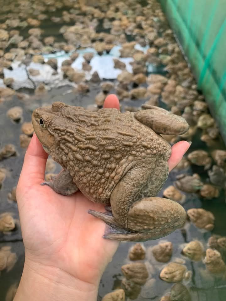 giá ếch thịt hôm nay 2026