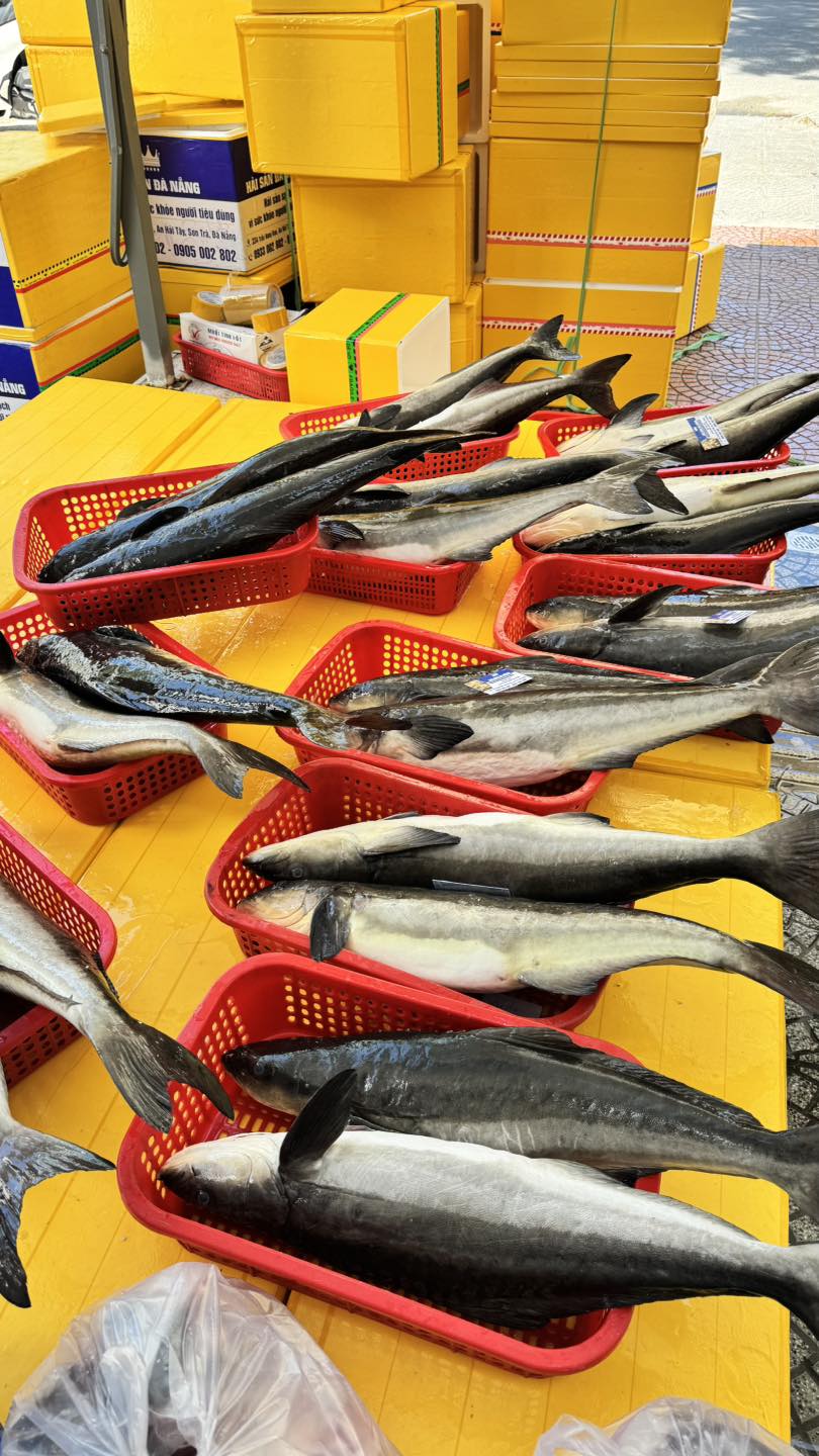 giá cá bớp hôm nay Bình Điền