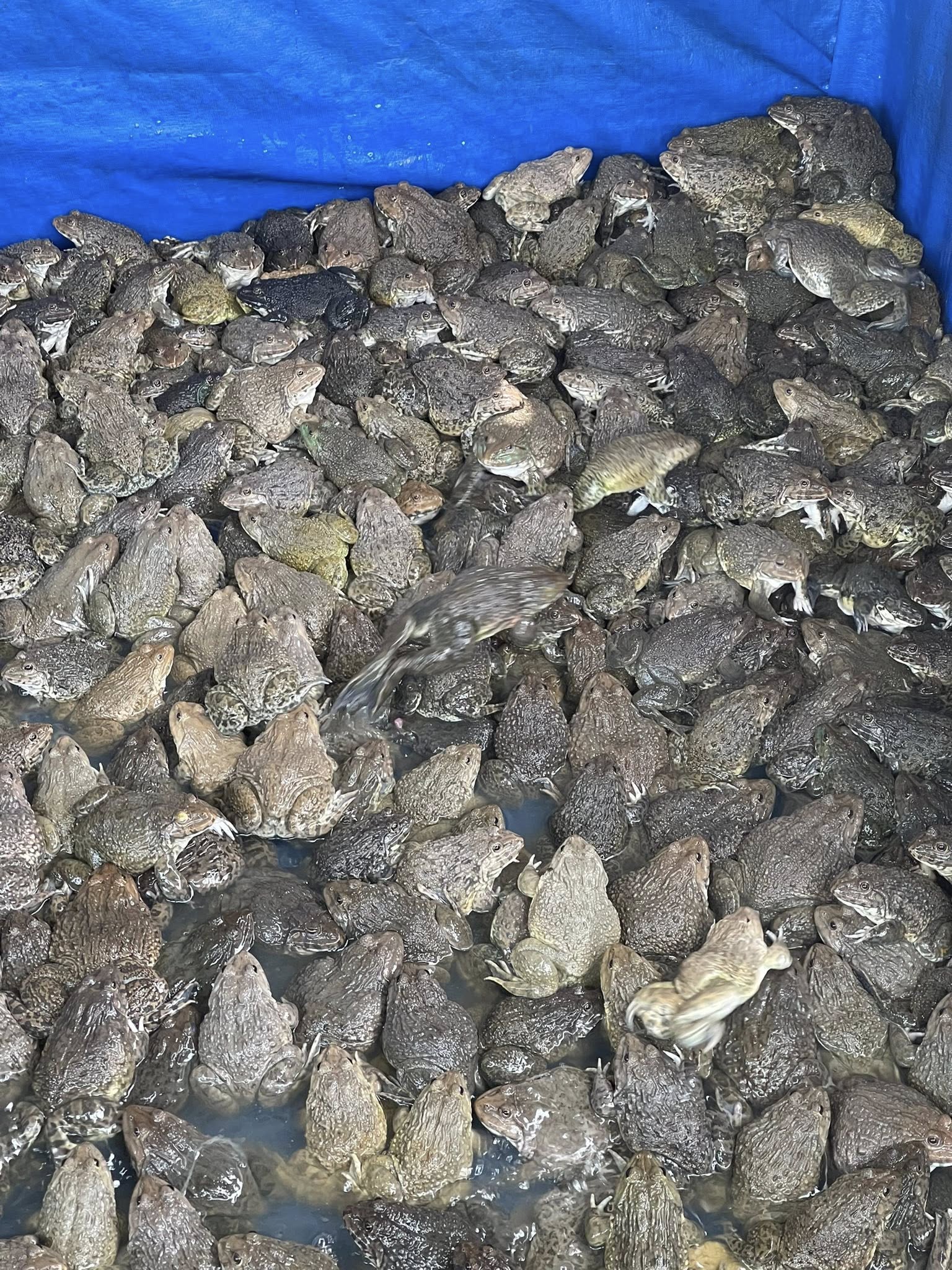 giá ếch thịt Vĩnh Long hôm nay