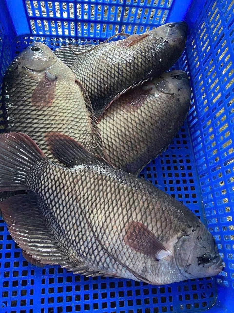 cá tai tượng tươi sống