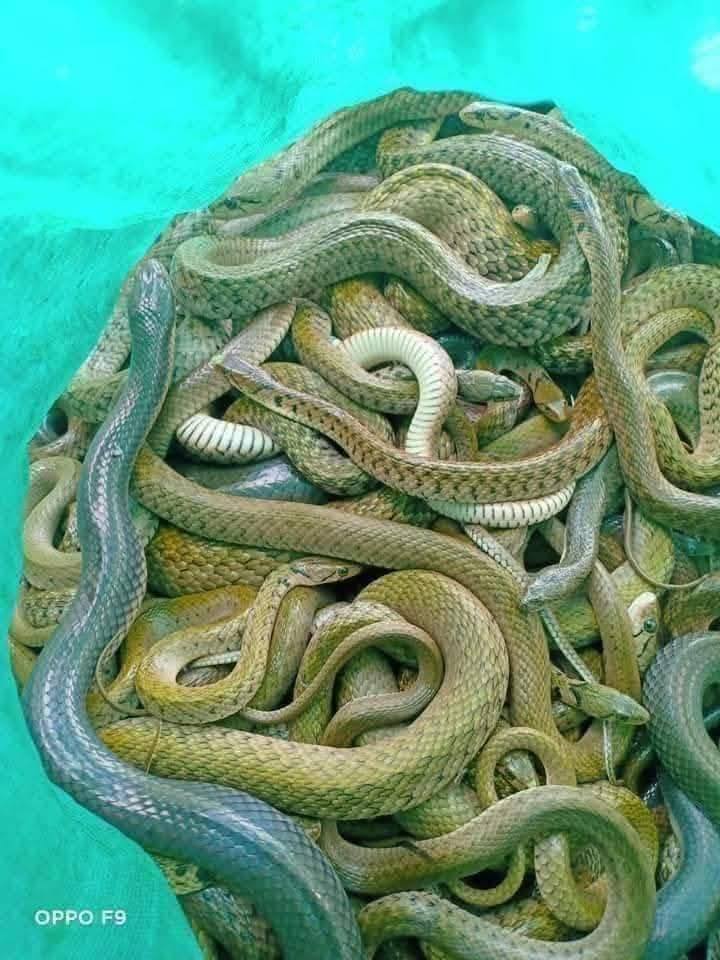 rắn thịt tươi tphcm