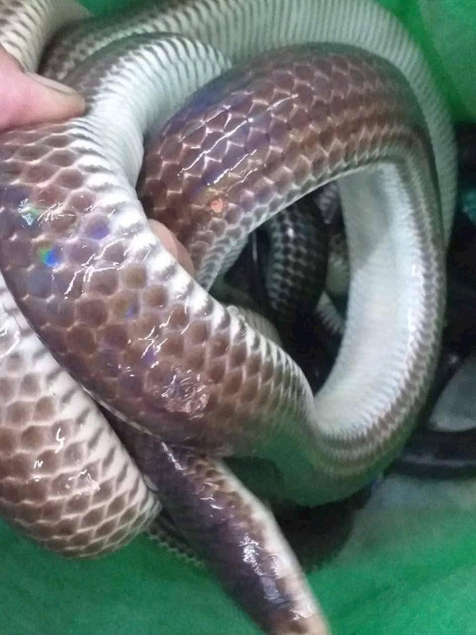 rắn thịt cao cấp quận 1 tphcm