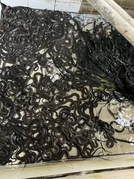 rắn thịt cao cấp quận 1 tphcm