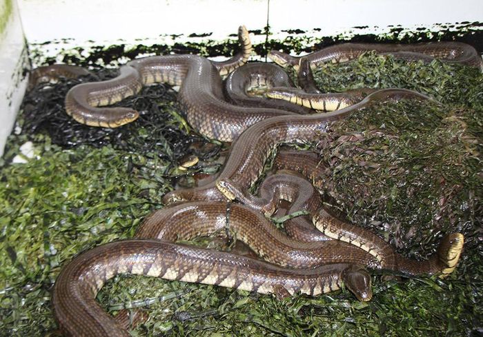 rắn thịt quận 3 tphcm