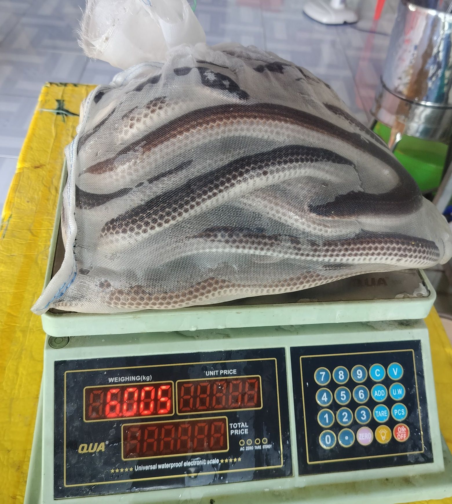 rắn thịt tphcm cao cấp