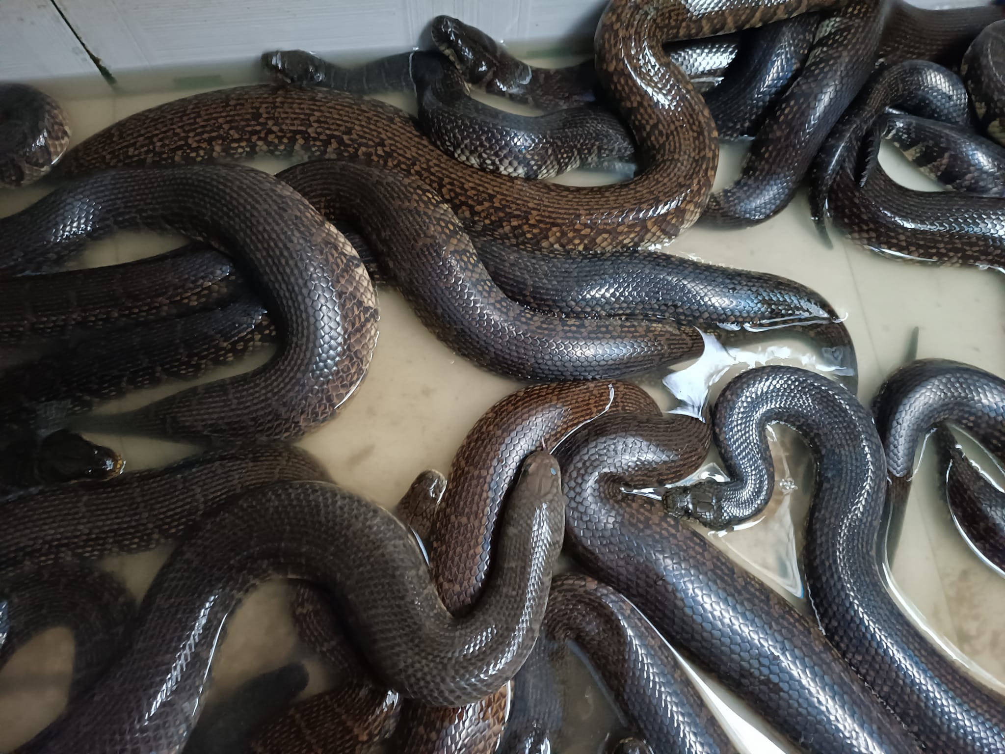 rắn ri voi đặc sản