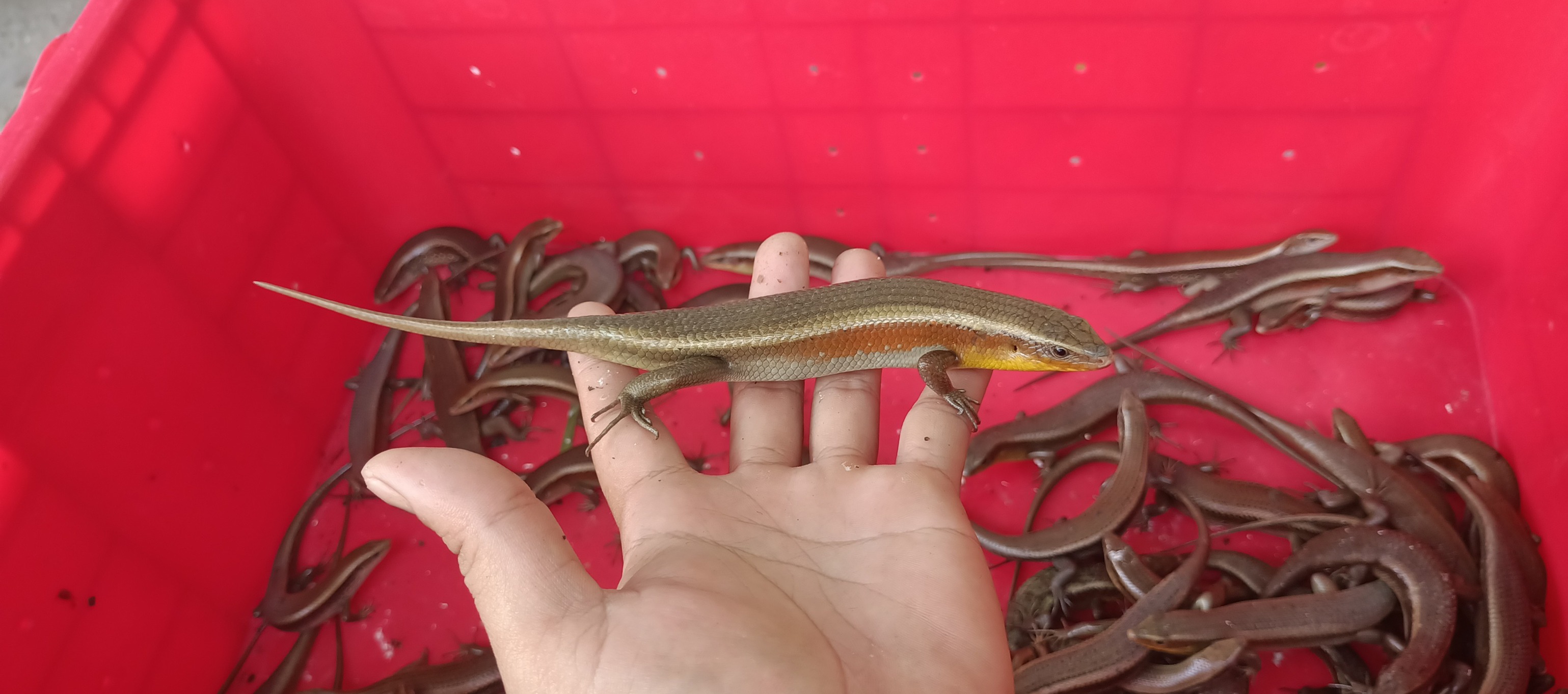 rắn mối thịt giá sỉ