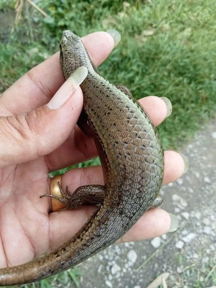 rắn mối thịt tphcm giao tận nơi