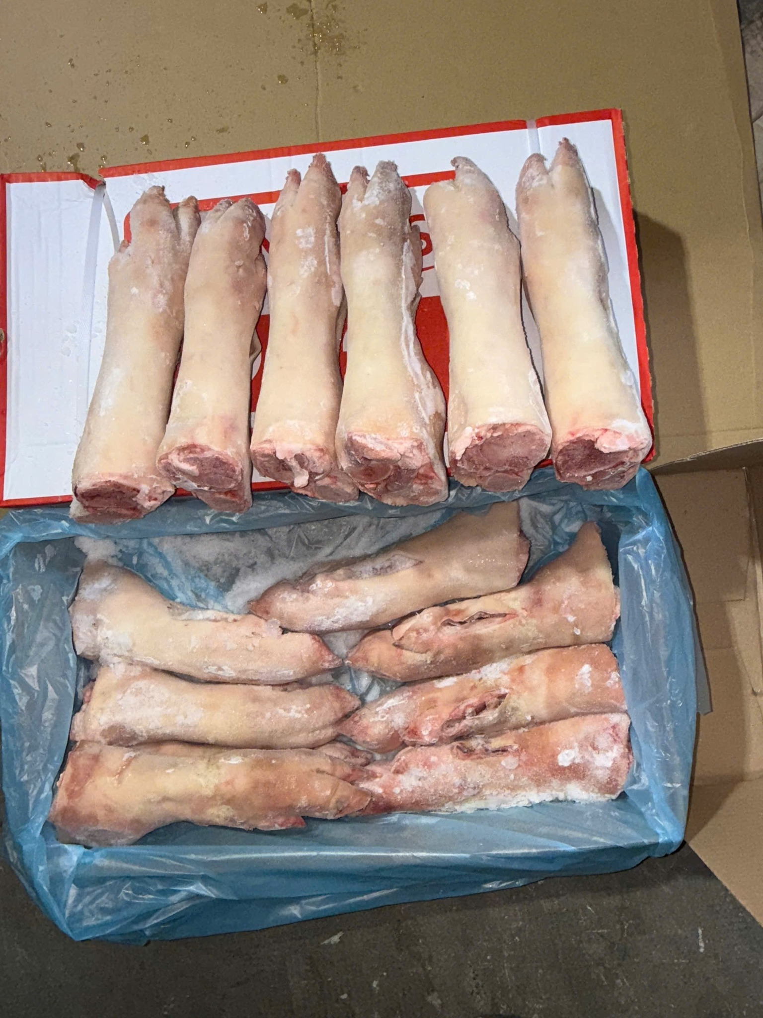 móng sau toni