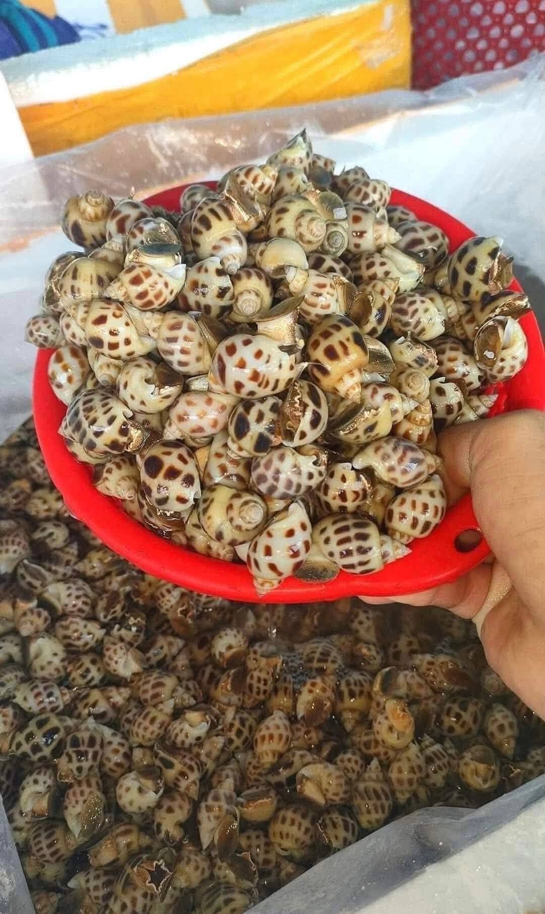 Ốc hương size 90-120 con/kg giá sỉ